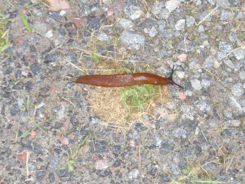 Slug.